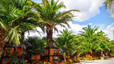 Palmengarten im Kurpark von Bad Pyrmont