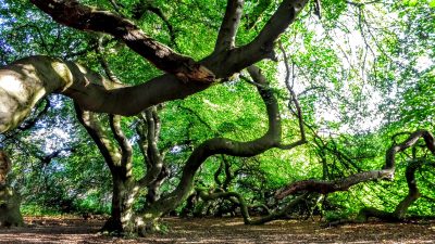 Süntelbuchenallee in Bad Nenndorf