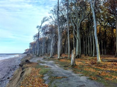 Gespensterwald in Nienhagen