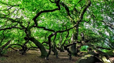 Süntelbuchenallee in Bad Nenndorf
